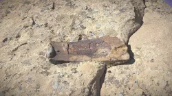 Plesiosaur Bone Fossil