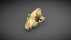 Skull phone 3d scan test