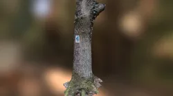 Tree trunk Luxembourg