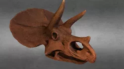 triceratops