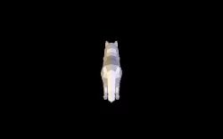 wolfy