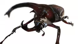 Augosoma centaurus