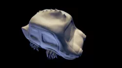 Caranosaurus Liddy