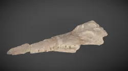 Crocodile