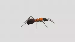 Fire-ant-obj