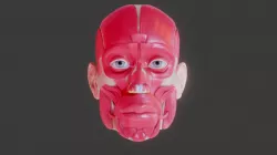 Full Head Muscle Anatomy