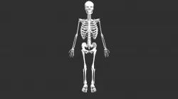 Human Skeleton