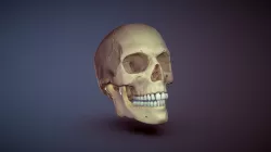 Human skull