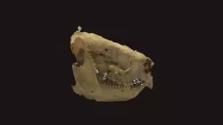 Koala skull