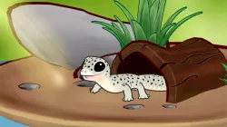 Leopard Gecko