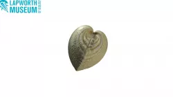 Lunulicardia hemicardium BIRUG 19130