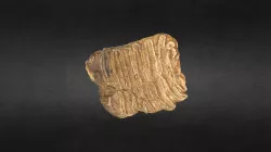 Mammuthus columbi (mammoth) Tooth MSL 747