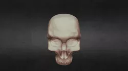 Metaevar Skull
