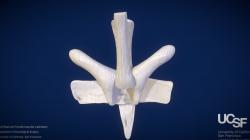 ovarian ligament model 【 STLFinder