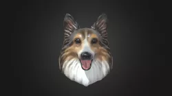 Ms Chu Sheltie model
