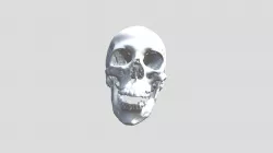 Nesiur Skull From CT Scan (VCU_3D_5171)