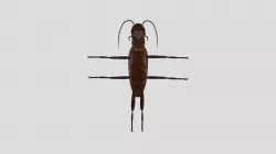Radroach Hd radroach 3D Models | Page 1 | STLFinder