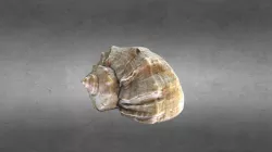 Seashell