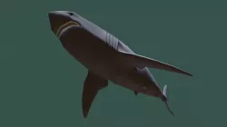 Shark Low Poly