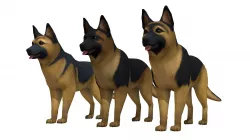 Shepherd dog