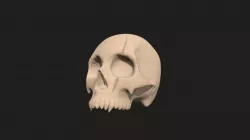 Skull sculpt hi-poly