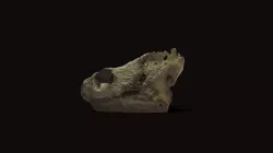 Snapping Turtle Skull
