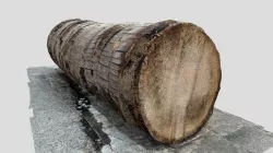 Trunk