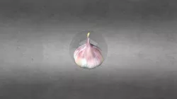 ALHO - GARLIC