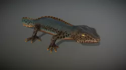 Alpine Newt