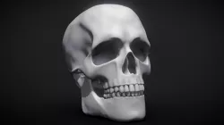 Anatomy Study - SKULL!