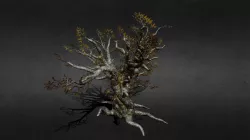 Ancient Tree