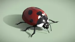 Animated Ladybug (Coccinella Septempunctata)