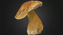 Boletus edulis mushroom