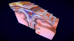 Brain meninges labelled detailed