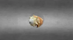 CONCHA - SEASHELL