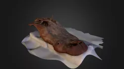 Crocodile Skull Medium Resolution
