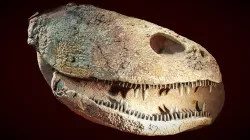 Cráneo fósil de Platycephalichtys - Cosmocaixa