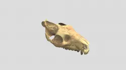 Fossil Oreodont Skull