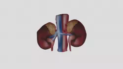 Kidney