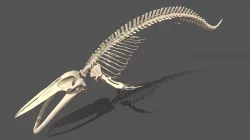 NHM Blue Whale 6k