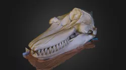 orca-001