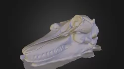 Orca Skull