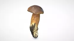 Penny Bun mushroom 7 - retopo 8K PBR