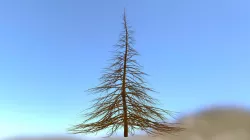 Pine Tree Low Poly