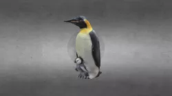 PINGUIM - PENGUIN