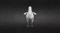 Pirate Chicken