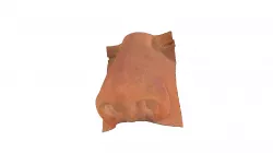 Scan of a Human Nose / Scan einer Nase