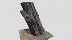 Tree Trunk