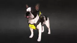 Z1 Harness