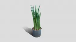 000027_Sansevieria Spikes